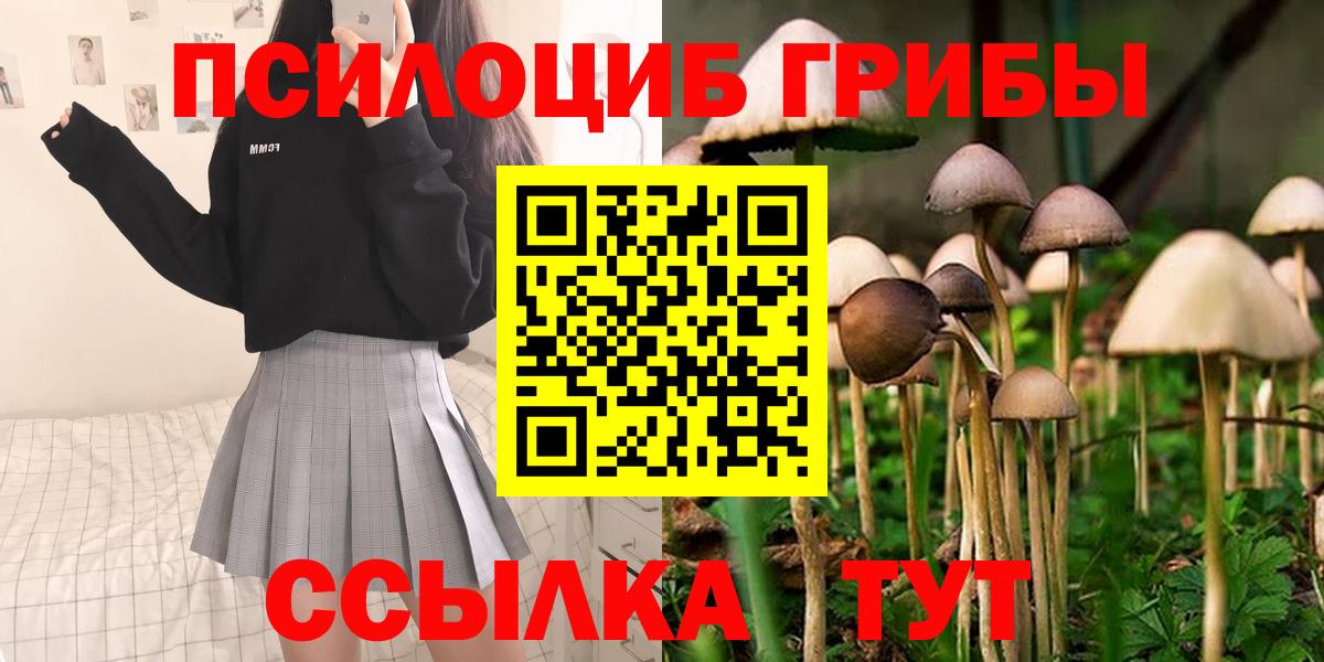 Псилоцибиновые грибы Psilocybe Новосибирск
